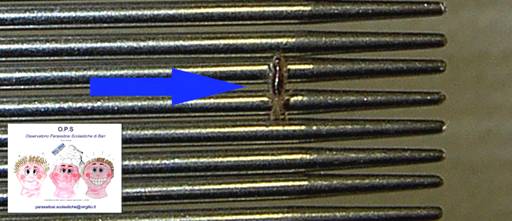 pidocchio sul pettine stretto